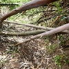 Plants: image 46 Of 208 Thumb